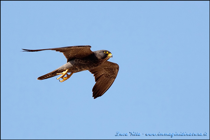 Piccolo rapace da identificare